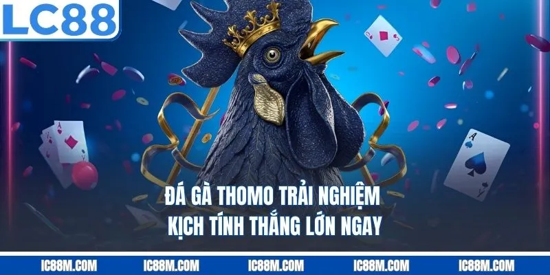 Đá Gà Thomo - Bí Quyết Thắng Lớn Từ Chuyên Gia LC88